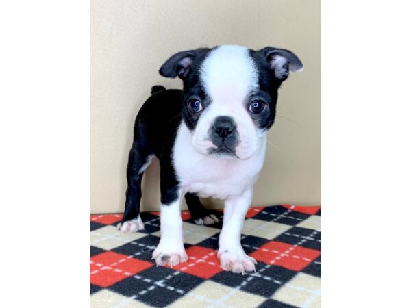 Boston Terrier DOG Female black & white 1919 Petland Florence, Kentucky