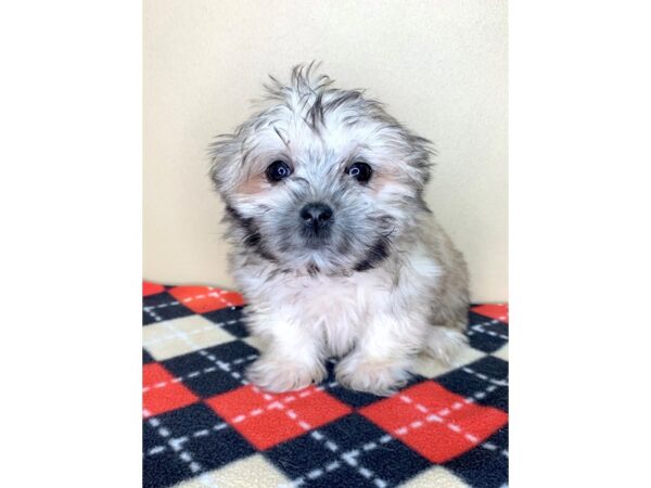 Morkie DOG Female Golden 1920 Petland Florence, Kentucky