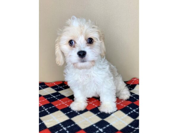 Cavachon-DOG-Male-Cream-1921-Petland Florence, Kentucky