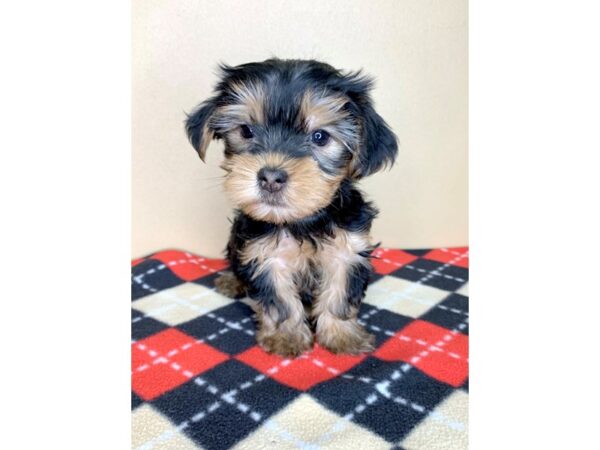 Yorkshire Terrier-DOG-Female-Black / Tan-1922-Petland Florence, Kentucky