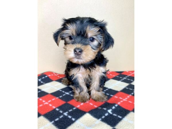 Yorkshire Terrier DOG Female Black / Tan 1922 Petland Florence, Kentucky