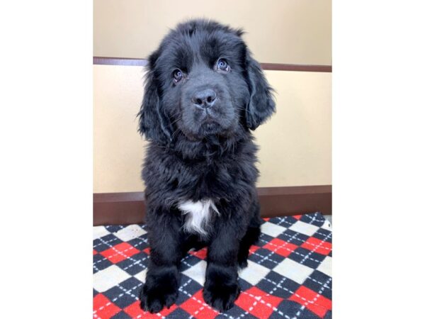 Newfoundland-DOG-Female-Black-1923-Petland Florence, Kentucky