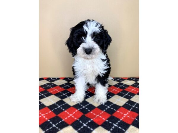 Sheepadoodle DOG Male Black / White 1929 Petland Florence, Kentucky