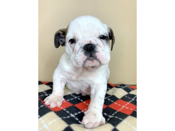 Bulldog DOG Female Brindle / White 1928 Petland Florence, Kentucky