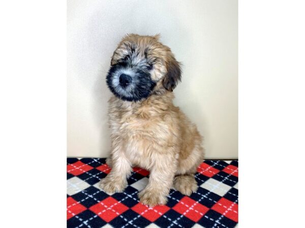 Soft Coated Wheaten Terrier DOG Male Wheaten 1927 Petland Florence, Kentucky