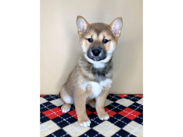 Shiba Inu-DOG-Female-Red Sesame-1926-Petland Florence, Kentucky