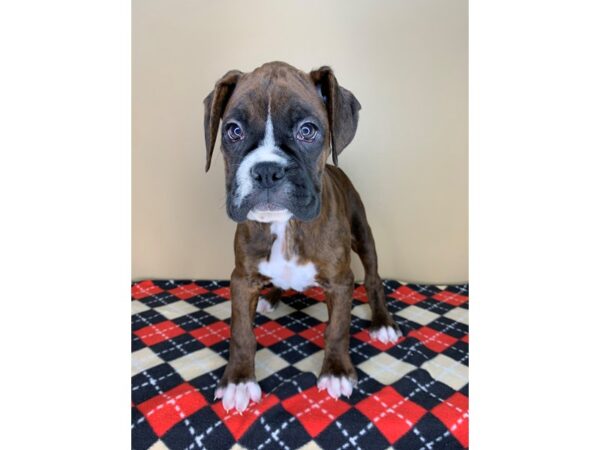 Boxer DOG Female Brindle 1925 Petland Florence, Kentucky