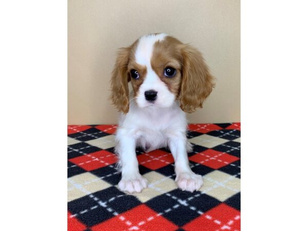 Cavalier King Charles Spaniel DOG Female Blenheim 1924 Petland Florence, Kentucky