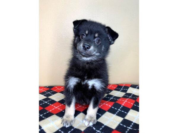 Pomsky 2nd Gen-DOG-Male-Black-1948-Petland Florence, Kentucky