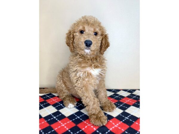 Goldendoodle DOG Male Red 1947 Petland Florence, Kentucky