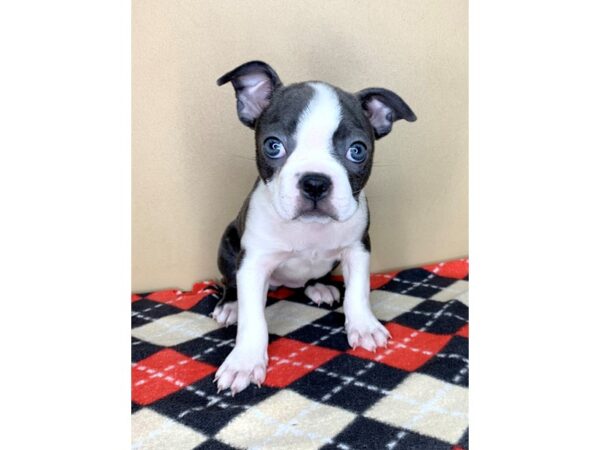 Boston Terrier-DOG-Female--1946-Petland Florence, Kentucky
