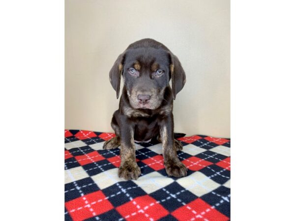 Labrador Retriever DOG Female Chocolate 1945 Petland Florence, Kentucky