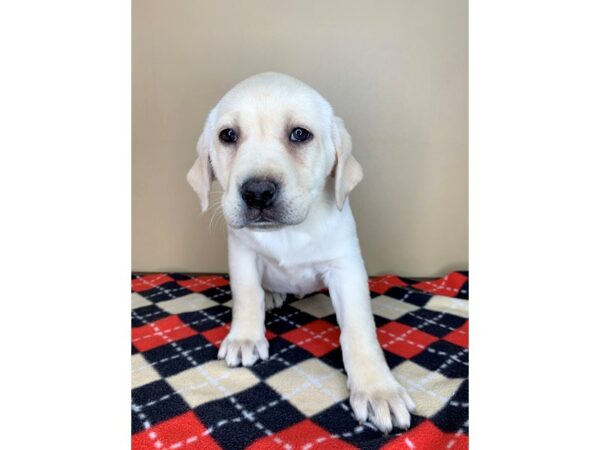 Labrador Retriever DOG Female yellow 1944 Petland Florence, Kentucky