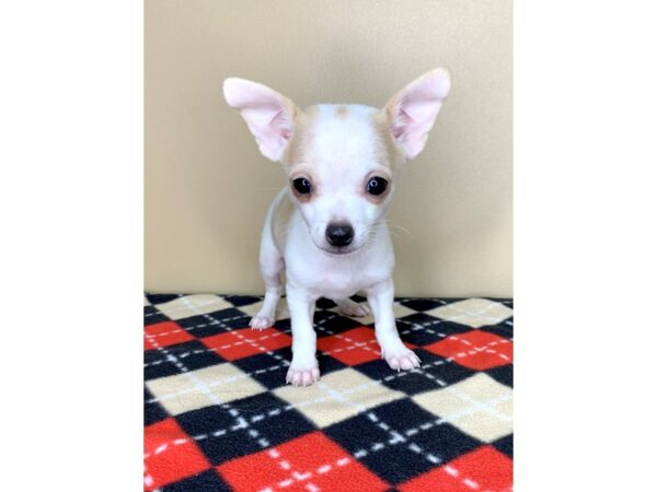 Chihuahua DOG Male Blue Fawn 1943 Petland Florence, Kentucky