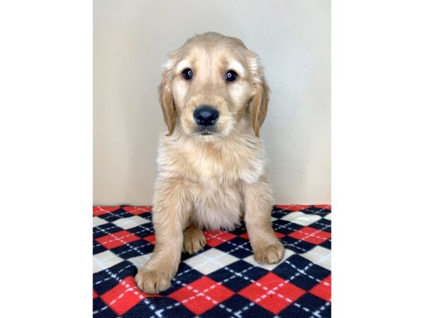 Golden Retriever DOG Male Red 1941 Petland Florence, Kentucky