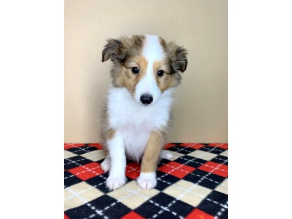 Shetland Sheepdog DOG Female Sable / White 1940 Petland Florence, Kentucky