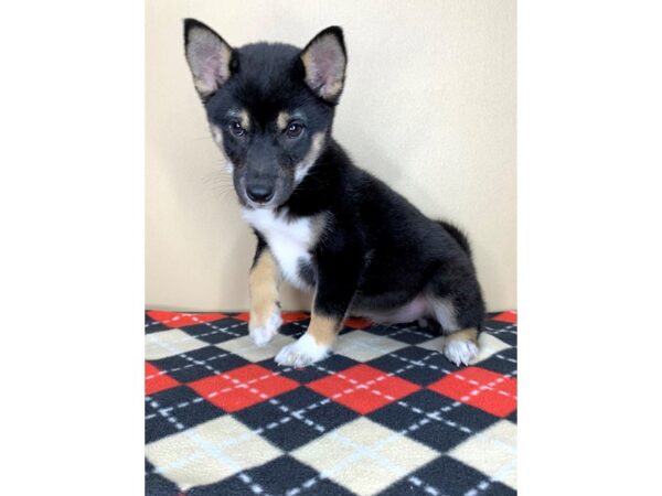 Shiba Inu DOG Female Black / Tan 1939 Petland Florence, Kentucky