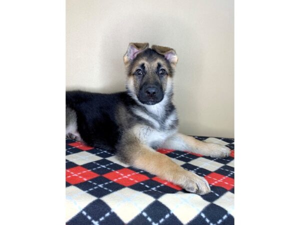 German Shepherd Dog DOG Female Black / Tan 1938 Petland Florence, Kentucky