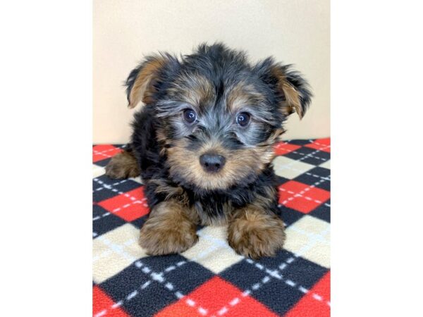 Yorkshire Terrier DOG Male Black / Tan 1937 Petland Florence, Kentucky