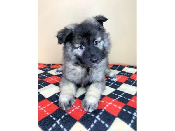 Keeshond DOG Female Gray Silver / Black 1936 Petland Florence, Kentucky