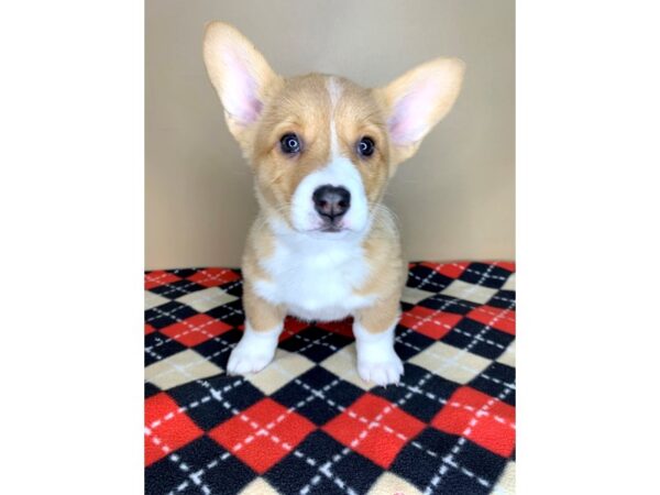 Pembroke Welsh Corgi DOG Female Red / White 1935 Petland Florence, Kentucky