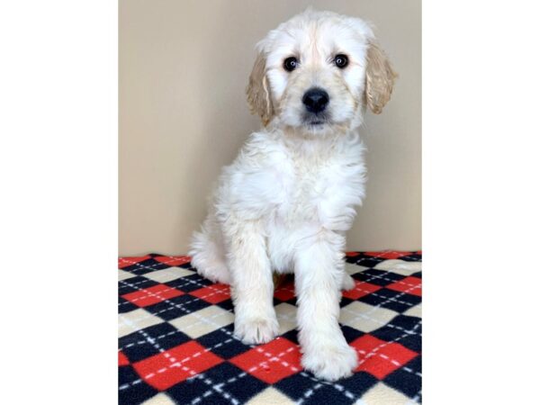 Goldendoodle DOG Female Light Golden 1933 Petland Florence, Kentucky