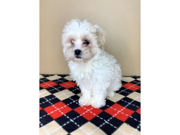 Teddy Bear-DOG-Male-Cream-1932-Petland Florence, Kentucky