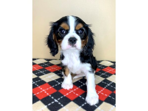 Cavalier King Charles Spaniel-DOG-Male-Black White / Tan-1931-Petland Florence, Kentucky