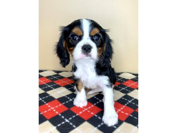 Cavalier King Charles Spaniel DOG Male Black White / Tan 1931 Petland Florence, Kentucky