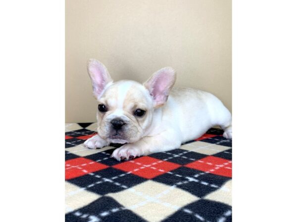 French Bulldog DOG Male Cream 1930 Petland Florence, Kentucky