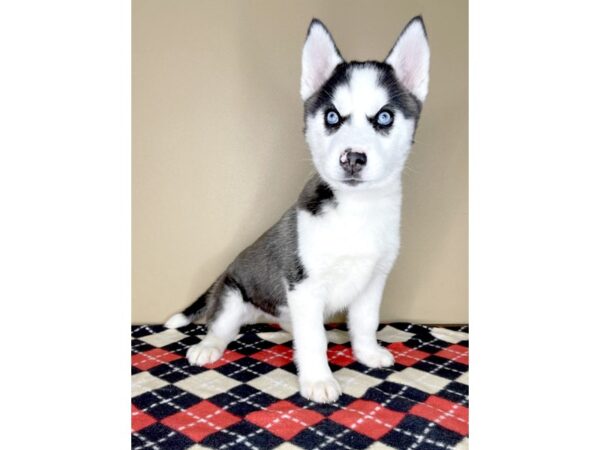 Siberian Husky DOG Female Black / White 1963 Petland Florence, Kentucky