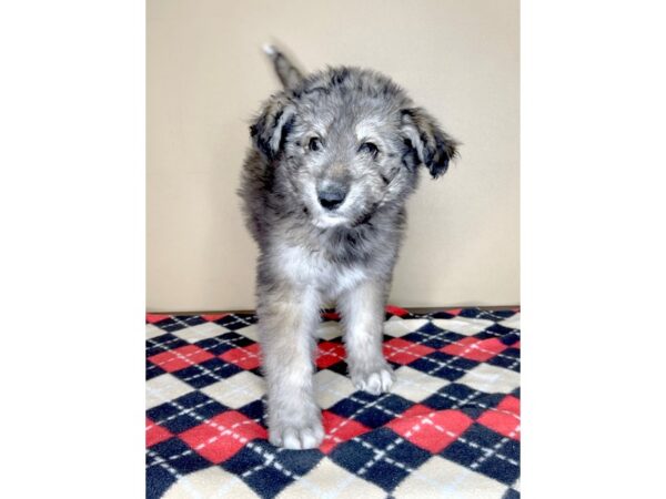 Huskipoo DOG Female Sable 1962 Petland Florence, Kentucky