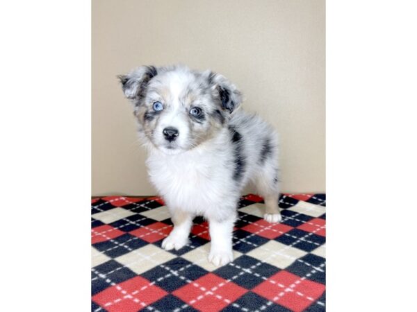 Australian Shepherd DOG Female Blue Merle 1961 Petland Florence, Kentucky