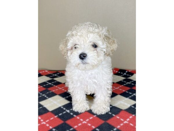 Poodle-DOG-Male-Cream-1959-Petland Florence, Kentucky