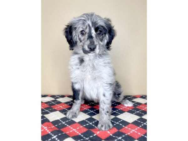 Poodle Mini/Golden Retriever-DOG-Female-Blue Merle-1958-Petland Florence, Kentucky