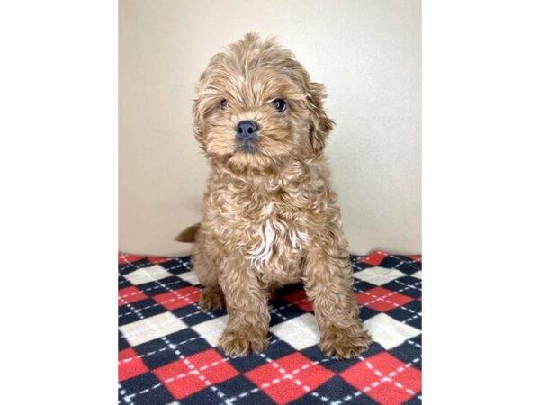 Poodle/Shih Tzu DOG Male Red 1957 Petland Florence, Kentucky