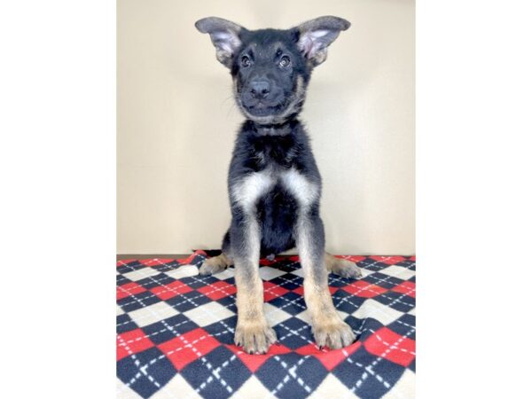 German Shepherd Dog-DOG-Male-Black / Tan-1956-Petland Florence, Kentucky