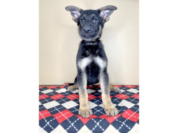 German Shepherd Dog DOG Male Black / Tan 1956 Petland Florence, Kentucky