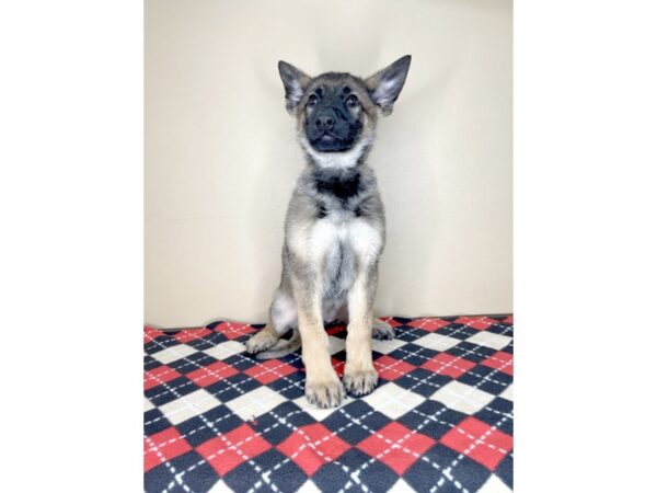 German Shepherd Dog DOG Female Sable 1955 Petland Florence, Kentucky