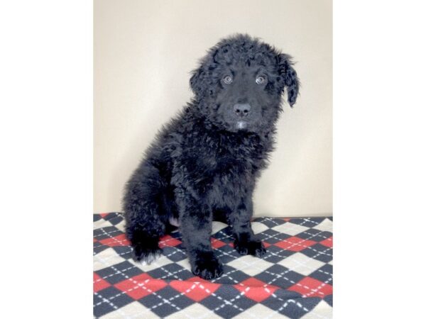 Huskipoo-DOG-Male-Black-1951-Petland Florence, Kentucky