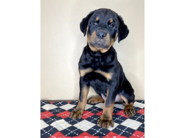 Rottweiler DOG Male Black / Rust 1949 Petland Florence, Kentucky