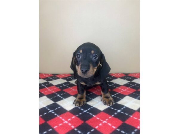Dachshund-DOG-Male-Black / Tan-1965-Petland Florence, Kentucky