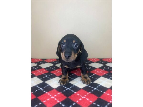 Dachshund DOG Male Black / Tan 1965 Petland Florence, Kentucky