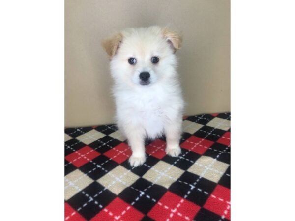 Pomeranian DOG Male Cream 1964 Petland Florence, Kentucky