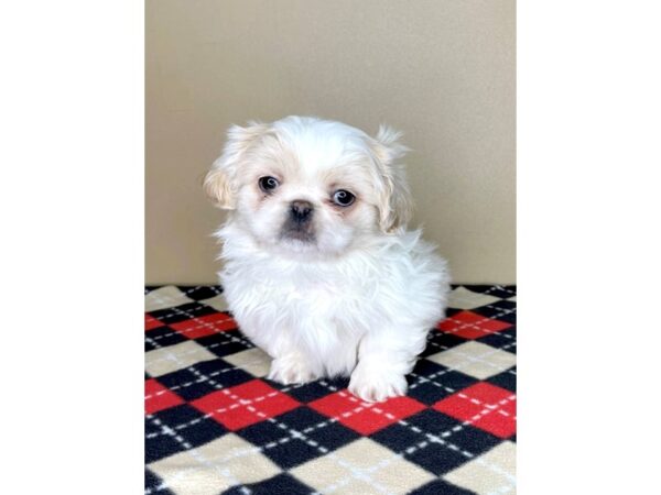 Pekingese DOG Male White 1977 Petland Florence, Kentucky