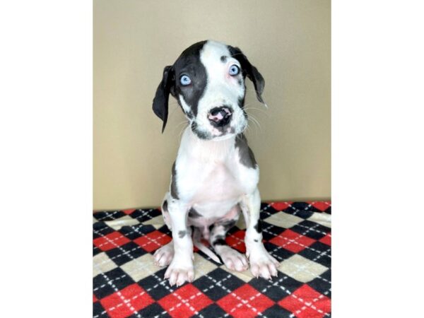 Great Dane DOG Male Blue Merle / White 1976 Petland Florence, Kentucky