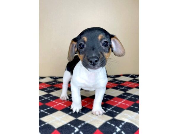 Jack Russell Terrier DOG Male Tri-Colored 1975 Petland Florence, Kentucky