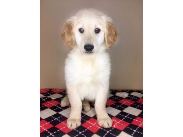 Golden Retriever-DOG-Male-Golden-1974-Petland Florence, Kentucky