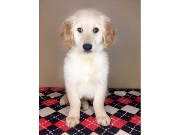 Golden Retriever DOG Male Golden 1974 Petland Florence, Kentucky