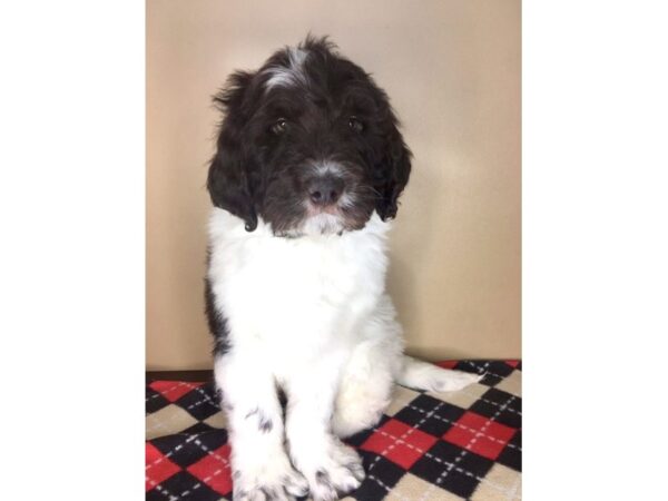 Newfypoo DOG Male Chocolate 1973 Petland Florence, Kentucky